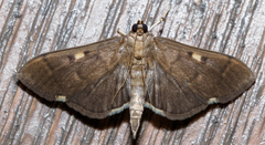 Herpetogramma sphingealis