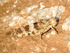 Trimerotropis latifasciata