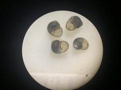 Pyrgulopsis orbiculata