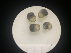 Pyrgulopsis orbiculata