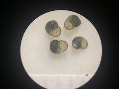 Pyrgulopsis orbiculata
