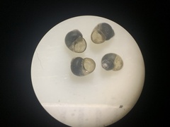 Pyrgulopsis orbiculata