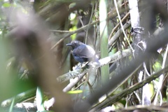 Myrmoborus leucophrys