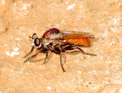 Cerotainiops