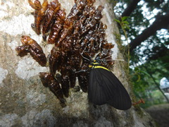 Pereute charops charops