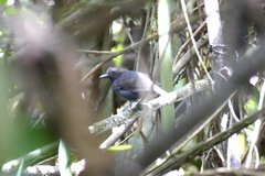 Myrmoborus leucophrys