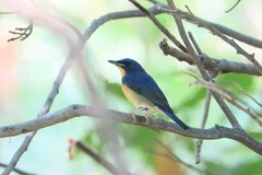 Cyornis magnirostris