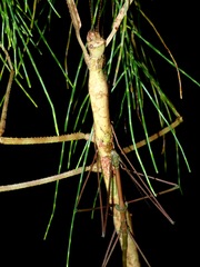 Phasmotaenia
