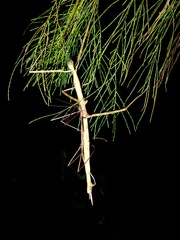 Phasmotaenia