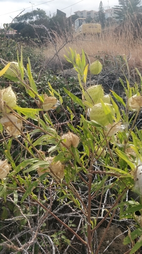 Gomphocarpus fruticosus image