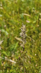 Carex duriuscula