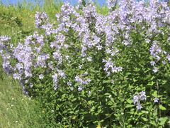 Campanula lactiflora