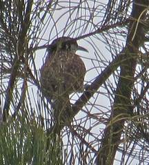 Campylorhynchus jocosus