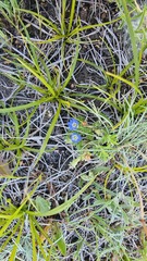 Chondrophylla