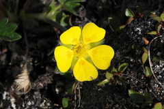 Potentilla hyparctica