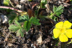 Potentilla hyparctica