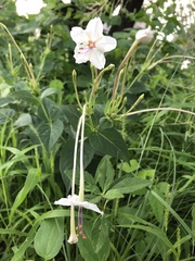 Mirabilis longiflora