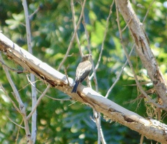 Haemorhous mexicanus