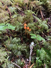 Mycena strobilinoidea