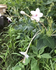 Mirabilis longiflora
