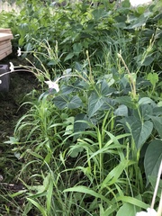 Mirabilis longiflora
