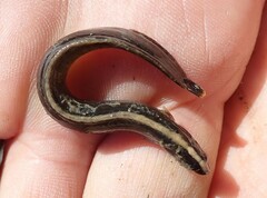 Cebidichthys violaceus