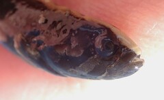 Cebidichthys violaceus