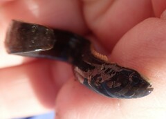 Cebidichthys violaceus