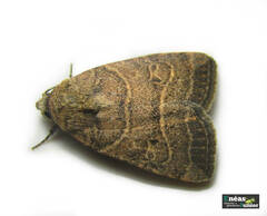 Elaphria hyposcota