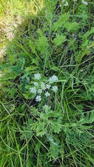 Peucedanum vaginatum