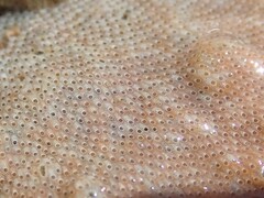 Cryptosula pallasiana