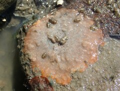 Cryptosula pallasiana