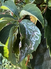Phyllocnistis ampelopsiella