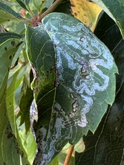 Phyllocnistis ampelopsiella