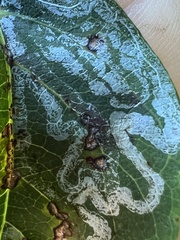 Phyllocnistis ampelopsiella