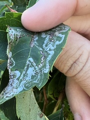 Phyllocnistis ampelopsiella