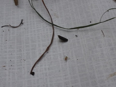 Scaphytopius frontalis