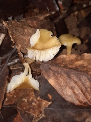 Neohygrocybe