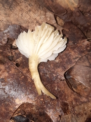 Neohygrocybe