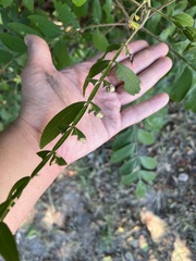 Synolabus nigripes
