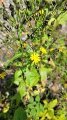 Picris japonica