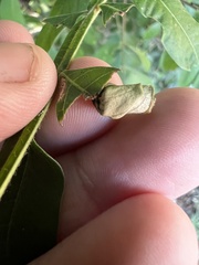 Synolabus nigripes