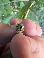 Synolabus nigripes