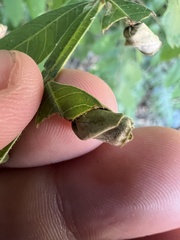 Synolabus nigripes