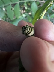 Synolabus nigripes
