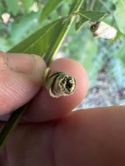 Synolabus nigripes