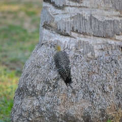 Melanerpes aurifrons