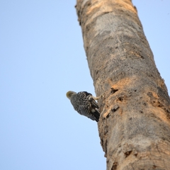 Melanerpes aurifrons