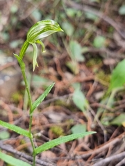 Pterostylis stenosepala