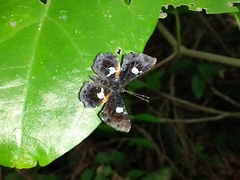 Calydna sturnula